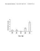 CD40 AGONIST ANTIBODY/TYPE 1 INTERFERON SYNERGISTIC ADJUVANT COMBINATION, CONJUGATES CONTAINING AND USE THEREOF AS A THERAPEUTIC TO ENHANCE CELLULAR IMMUNITY diagram and image