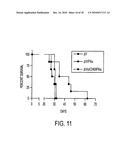 CD40 AGONIST ANTIBODY/TYPE 1 INTERFERON SYNERGISTIC ADJUVANT COMBINATION, CONJUGATES CONTAINING AND USE THEREOF AS A THERAPEUTIC TO ENHANCE CELLULAR IMMUNITY diagram and image