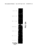 CD40 AGONIST ANTIBODY/TYPE 1 INTERFERON SYNERGISTIC ADJUVANT COMBINATION, CONJUGATES CONTAINING AND USE THEREOF AS A THERAPEUTIC TO ENHANCE CELLULAR IMMUNITY diagram and image