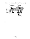 CRYSTAL STRUCTURE OF HUMAN GPVI AND APPLICATIONS THEREOF diagram and image