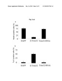 METHODS FOR MODULATING THE PROLIFERATION AND DIFFERENTIATION POTENTIAL OF STEM CELLS AND PROGENITOR CELLS diagram and image