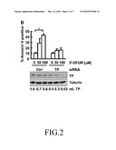 hnRNP K EXPRESSION-INHIBITING COMPOUND AND SIRNA SEQUENCE THEREOF diagram and image