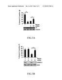 hnRNP K EXPRESSION-INHIBITING COMPOUND AND SIRNA SEQUENCE THEREOF diagram and image
