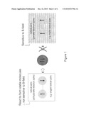 Hybrid-multimodal magneto-optical contrast markers diagram and image