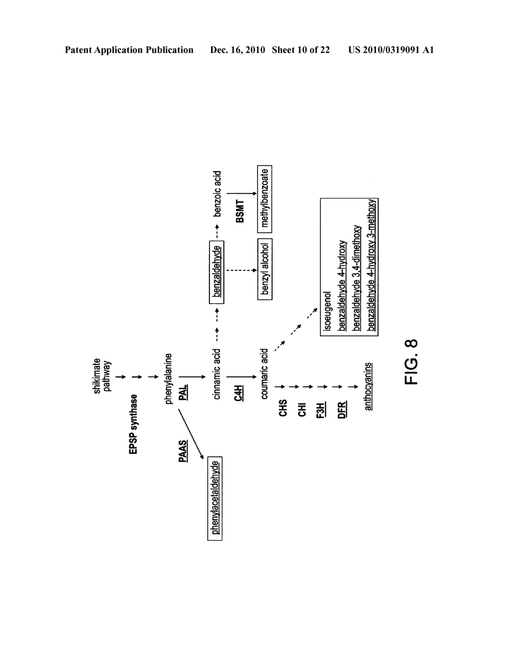 METHODS OF MODULATING PRODUCTION OF PHENYLPROPANOID COMPOUNDS IN PLANTS - diagram, schematic, and image 11