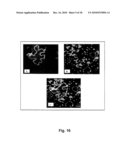 METHODS AND COMPOSITIONS FOR GENETIC TRANSFORMATION OF PLANT CHLOROPLASTS diagram and image