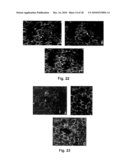 METHODS AND COMPOSITIONS FOR GENETIC TRANSFORMATION OF PLANT CHLOROPLASTS diagram and image