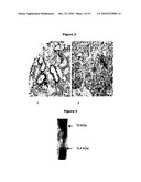 NEW PLASMA MEMBRANE BIOMARKERS PREFERENTIALLY EXPRESSED IN PANCREATIC BETA CELLS USEFUL IN IMAGING OR TARGETING BETA CELLS diagram and image