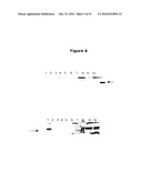 NEW PLASMA MEMBRANE BIOMARKERS PREFERENTIALLY EXPRESSED IN PANCREATIC BETA CELLS USEFUL IN IMAGING OR TARGETING BETA CELLS diagram and image