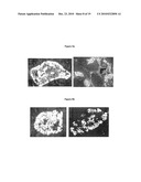 NEW PLASMA MEMBRANE BIOMARKERS PREFERENTIALLY EXPRESSED IN PANCREATIC BETA CELLS USEFUL IN IMAGING OR TARGETING BETA CELLS diagram and image