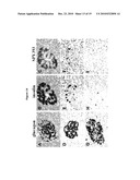 NEW PLASMA MEMBRANE BIOMARKERS PREFERENTIALLY EXPRESSED IN PANCREATIC BETA CELLS USEFUL IN IMAGING OR TARGETING BETA CELLS diagram and image