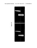 NEW PLASMA MEMBRANE BIOMARKERS PREFERENTIALLY EXPRESSED IN PANCREATIC BETA CELLS USEFUL IN IMAGING OR TARGETING BETA CELLS diagram and image