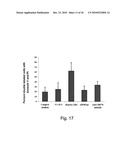 Compositions and Methods for Inducing Angiogenesis diagram and image