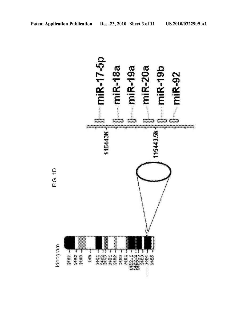 TH1-ASSOCIATED MICRORNAS AND THEIR USE FOR TUMOR IMMUNOTHERAPY - diagram, schematic, and image 04