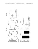 TH1-ASSOCIATED MICRORNAS AND THEIR USE FOR TUMOR IMMUNOTHERAPY diagram and image