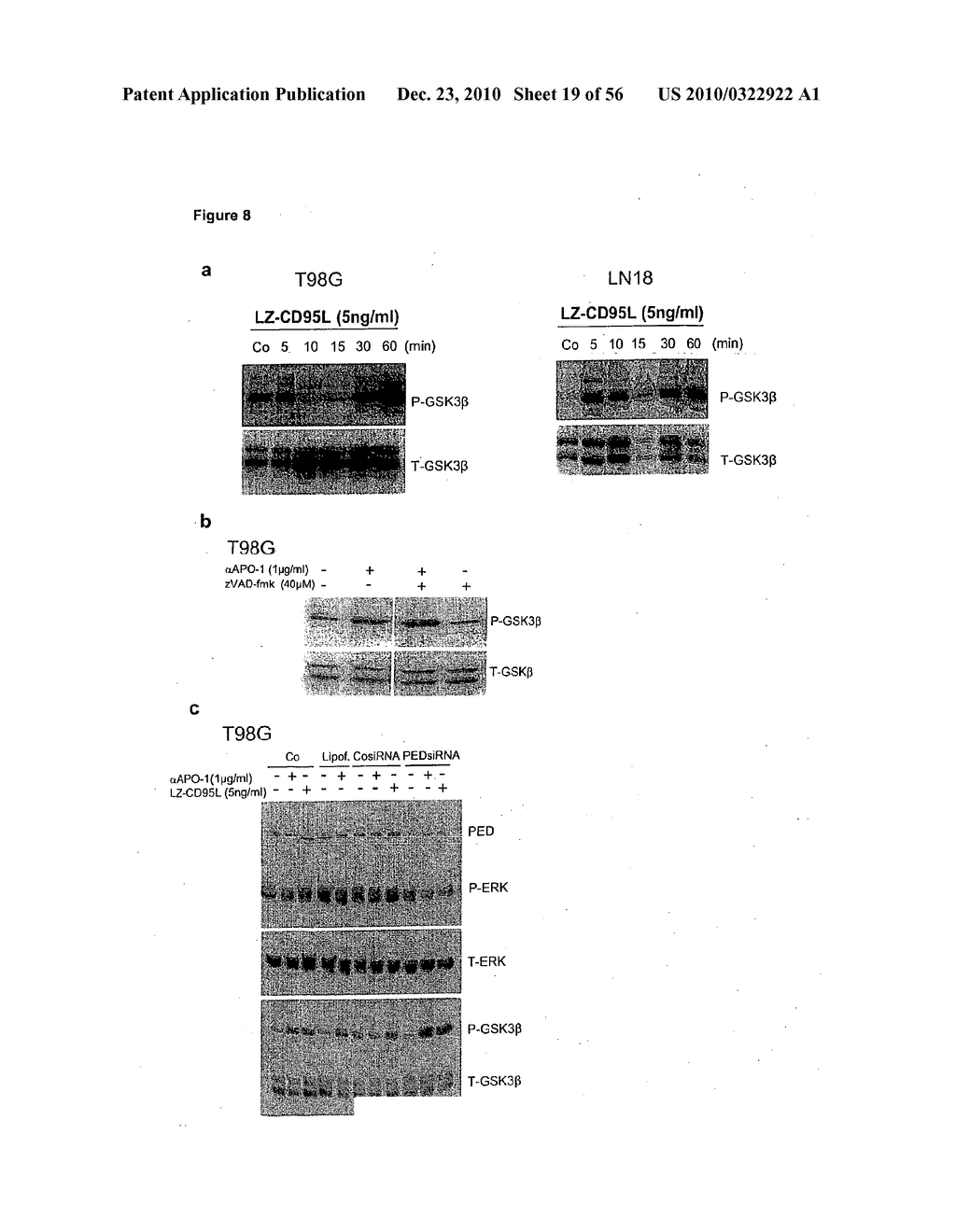 Neutralization of CD95 Activity Blocks Invasion of glioblastoma Cells In Vivo - diagram, schematic, and image 20