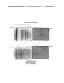 LM-1 ANTIBODIES, FUNCTIONAL FRAGMENTS, LM-1 TARGET ANTIGEN, AND METHODS FOR MAKING AND USING SAME diagram and image