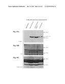 LM-1 ANTIBODIES, FUNCTIONAL FRAGMENTS, LM-1 TARGET ANTIGEN, AND METHODS FOR MAKING AND USING SAME diagram and image