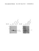 LM-1 ANTIBODIES, FUNCTIONAL FRAGMENTS, LM-1 TARGET ANTIGEN, AND METHODS FOR MAKING AND USING SAME diagram and image