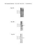 LM-1 ANTIBODIES, FUNCTIONAL FRAGMENTS, LM-1 TARGET ANTIGEN, AND METHODS FOR MAKING AND USING SAME diagram and image