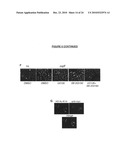 Targeting the histone code as a bacterial strategy for selectively modulating gene expression diagram and image