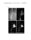 In Vivo Delivery Of Double Stranded RNA To a Target Cell diagram and image