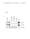 MESENCHYMAL STEM CELL CONDITIONED MEDIUM diagram and image