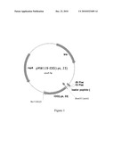 PROCESS FOR PRODUCING (2S,3R,4S)-4-HYDROXY-L-ISOLEUCINE diagram and image