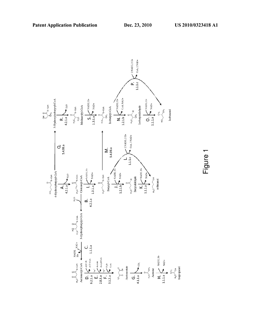 ORGANISMS FOR THE PRODUCTION OF ISOPROPANOL, n-BUTANOL, AND ISOBUTANOL - diagram, schematic, and image 02