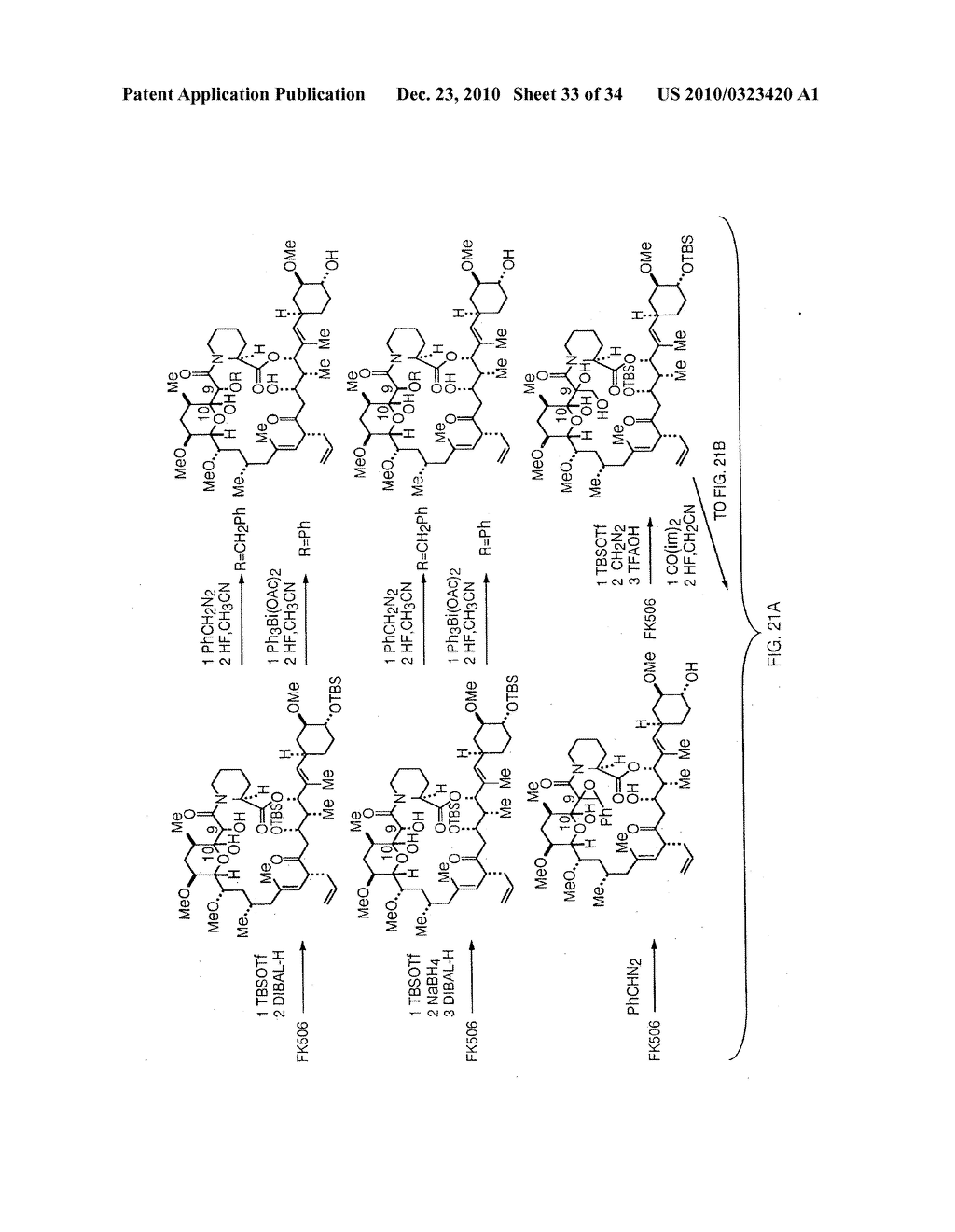 REGULATED APOPTOSIS - diagram, schematic, and image 34