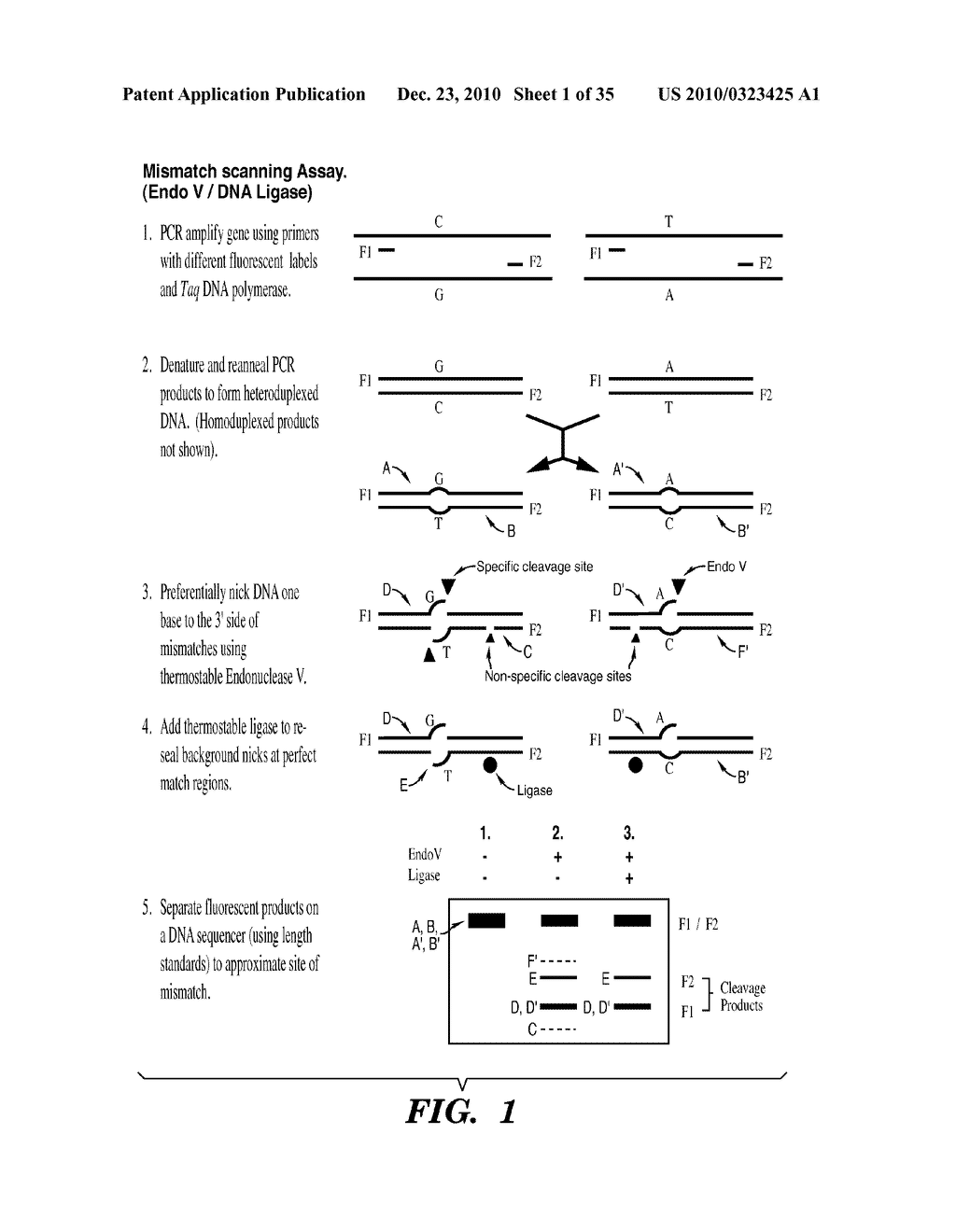 DETECTION OF NUCLEIC ACID DIFFERENCES USING COMBINED ENDONUCLEASE CLEAVAGE AND LIGATION REACTIONS - diagram, schematic, and image 02