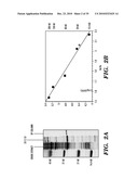 DETECTION OF NUCLEIC ACID DIFFERENCES USING COMBINED ENDONUCLEASE CLEAVAGE AND LIGATION REACTIONS diagram and image