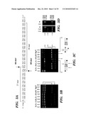 DETECTION OF NUCLEIC ACID DIFFERENCES USING COMBINED ENDONUCLEASE CLEAVAGE AND LIGATION REACTIONS diagram and image