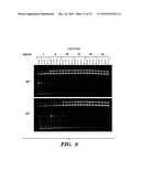 DETECTION OF NUCLEIC ACID DIFFERENCES USING COMBINED ENDONUCLEASE CLEAVAGE AND LIGATION REACTIONS diagram and image