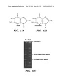 DETECTION OF NUCLEIC ACID DIFFERENCES USING COMBINED ENDONUCLEASE CLEAVAGE AND LIGATION REACTIONS diagram and image