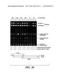 DETECTION OF NUCLEIC ACID DIFFERENCES USING COMBINED ENDONUCLEASE CLEAVAGE AND LIGATION REACTIONS diagram and image