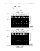 DETECTION OF NUCLEIC ACID DIFFERENCES USING COMBINED ENDONUCLEASE CLEAVAGE AND LIGATION REACTIONS diagram and image