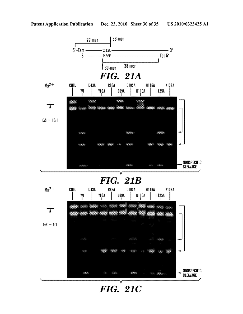 DETECTION OF NUCLEIC ACID DIFFERENCES USING COMBINED ENDONUCLEASE CLEAVAGE AND LIGATION REACTIONS - diagram, schematic, and image 31