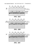 DETECTION OF NUCLEIC ACID DIFFERENCES USING COMBINED ENDONUCLEASE CLEAVAGE AND LIGATION REACTIONS diagram and image