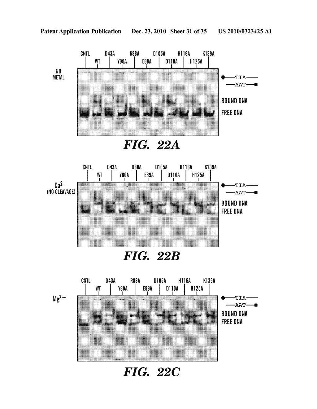 DETECTION OF NUCLEIC ACID DIFFERENCES USING COMBINED ENDONUCLEASE CLEAVAGE AND LIGATION REACTIONS - diagram, schematic, and image 32