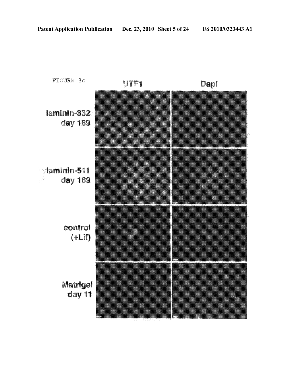 Composition and method for enabling proliferation of pluripotent stem cells - diagram, schematic, and image 06