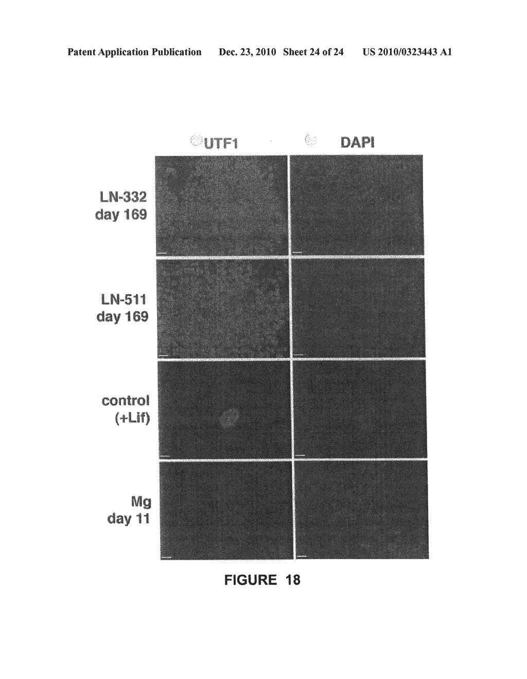 Composition and method for enabling proliferation of pluripotent stem cells - diagram, schematic, and image 25