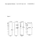 Vhh for the Diagnosis, Prevention and Treatment of Diseases Associated with Protein Aggregates diagram and image