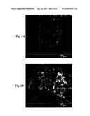 Mucoadhesive nanoparticles for cancer treatment diagram and image