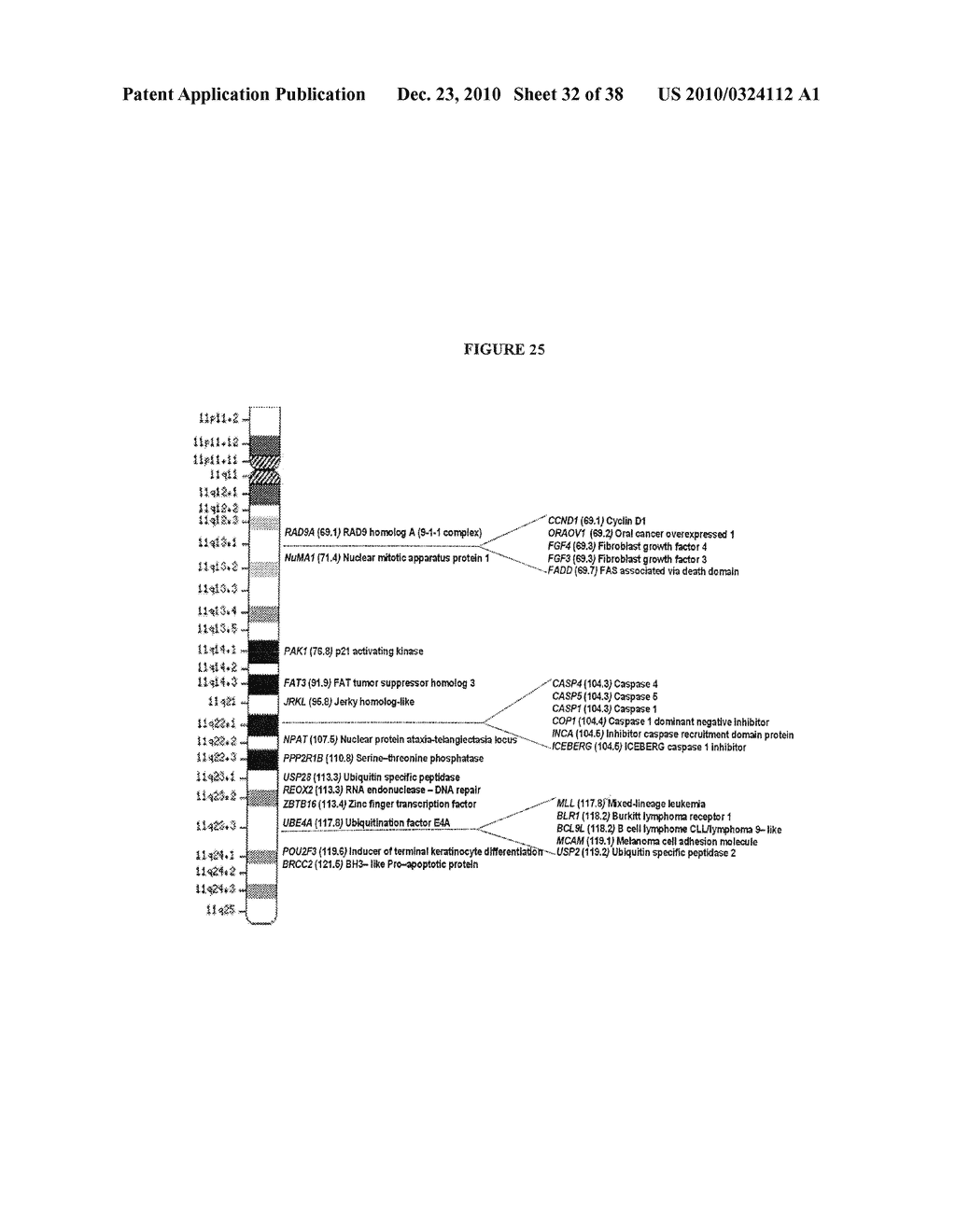 Genetic changes in ATM and ATR/CHEK1 as prognostic indicators in cancer - diagram, schematic, and image 33