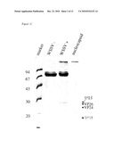 Proteins derived from white spot syndrome virus and uses thereof diagram and image