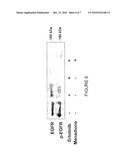 VITAMIN K FOR PREVENTION AND TREATMENT OF SKIN RASH SECONDARY TO ANTI-EGFR THERAPY diagram and image