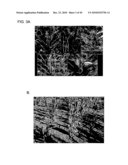 Major QTLS Conferring Resistance Of Corn To Fijivirus diagram and image