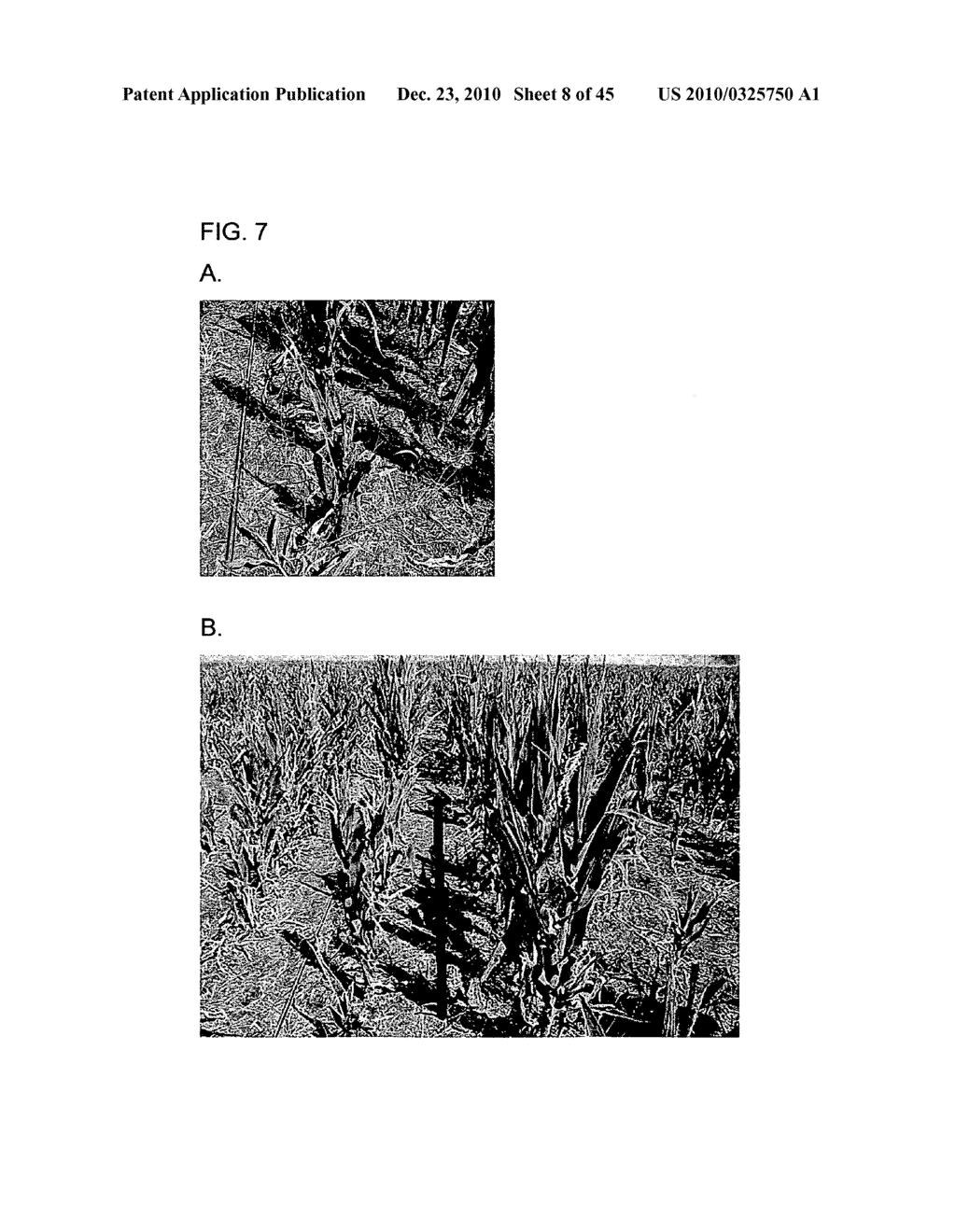 Major QTLS Conferring Resistance Of Corn To Fijivirus - diagram, schematic, and image 09