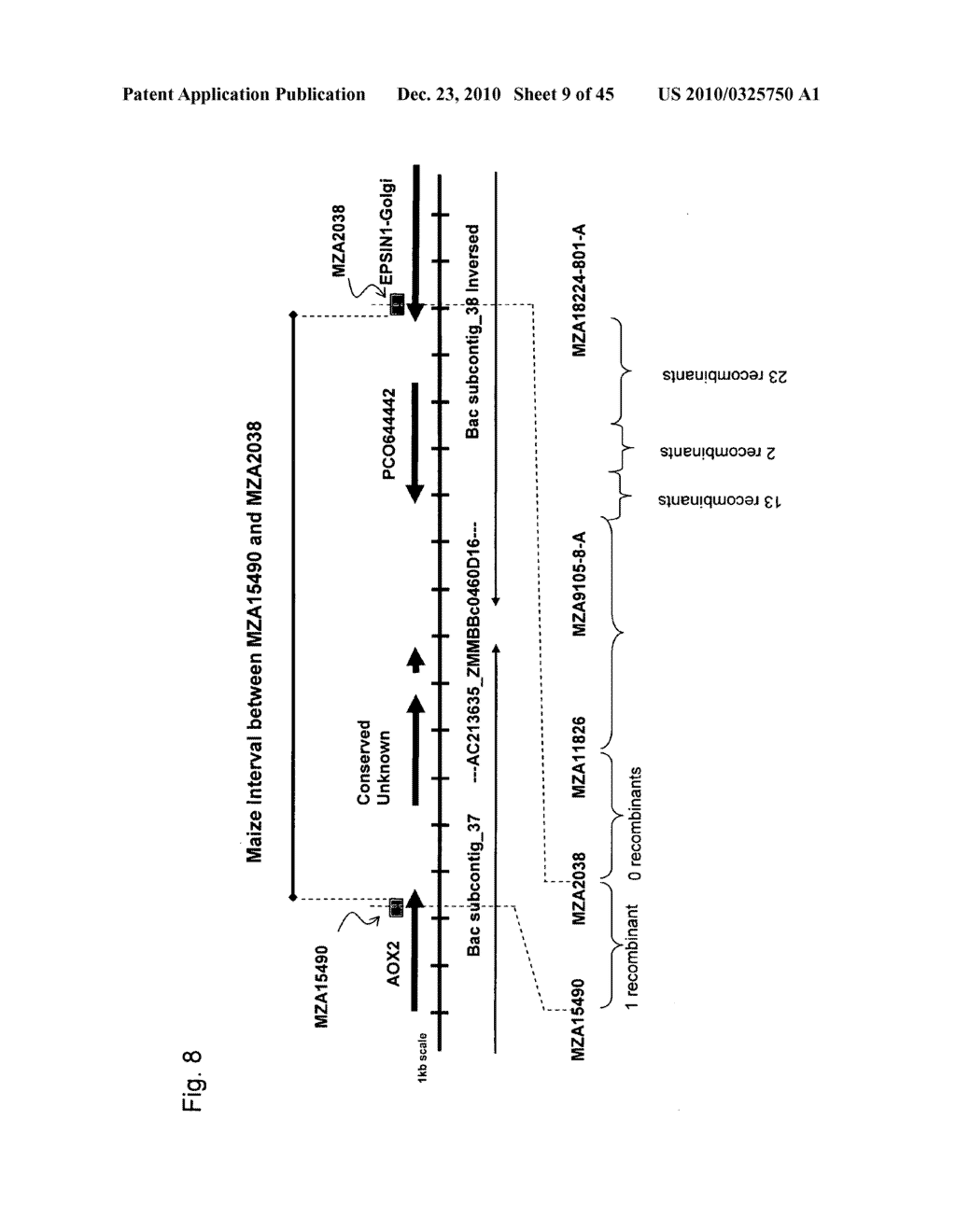 Major QTLS Conferring Resistance Of Corn To Fijivirus - diagram, schematic, and image 10